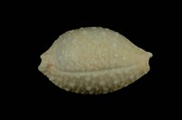 藏品(疙瘩寶螺)的圖片